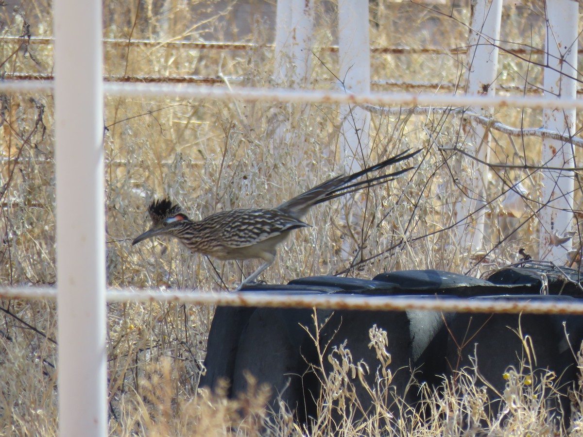 Greater Roadrunner - ML302329861