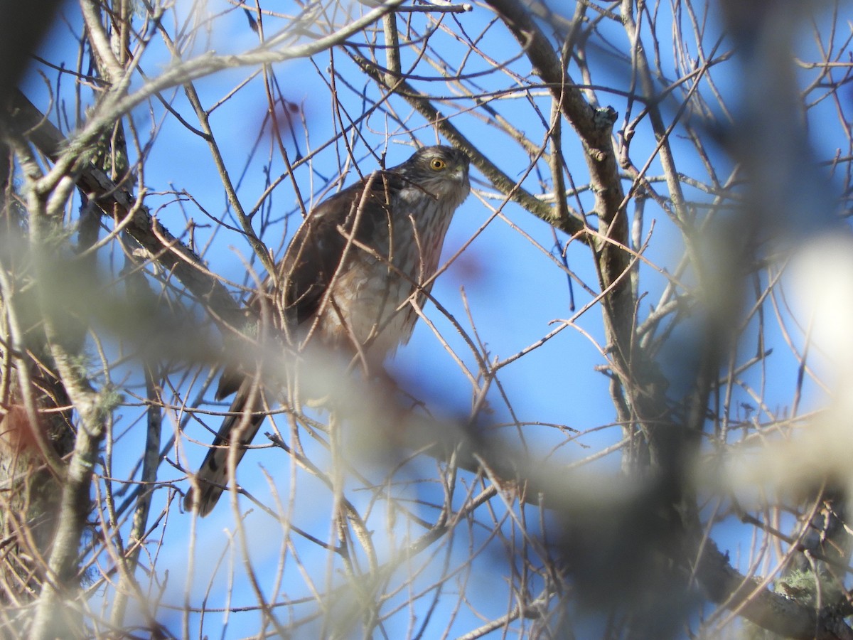 Sharp-shinned Hawk - ML302329891