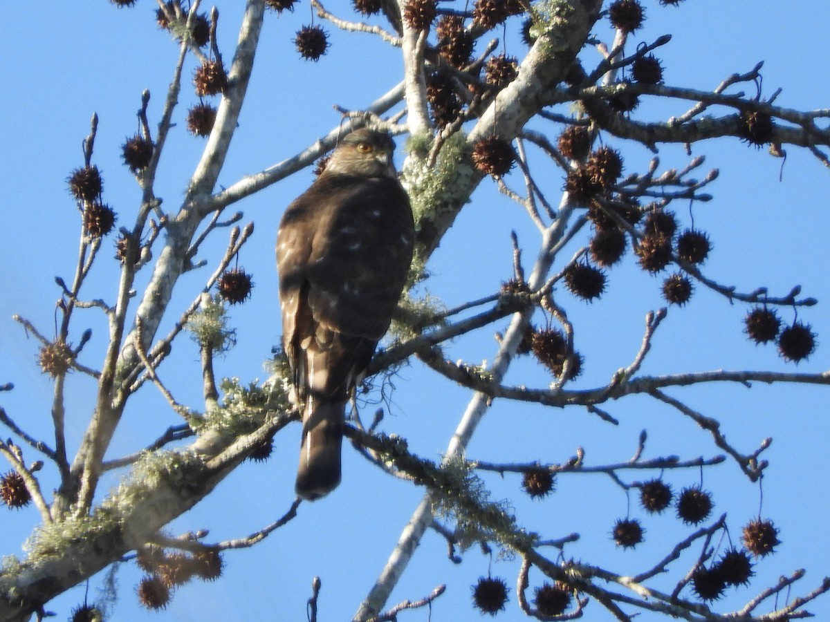 Sharp-shinned Hawk - ML302329911