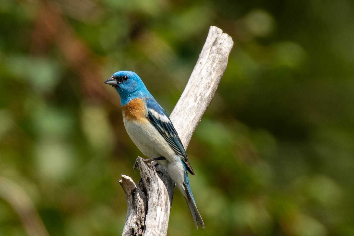 Lazuli Bunting - Ken&Fay Broten