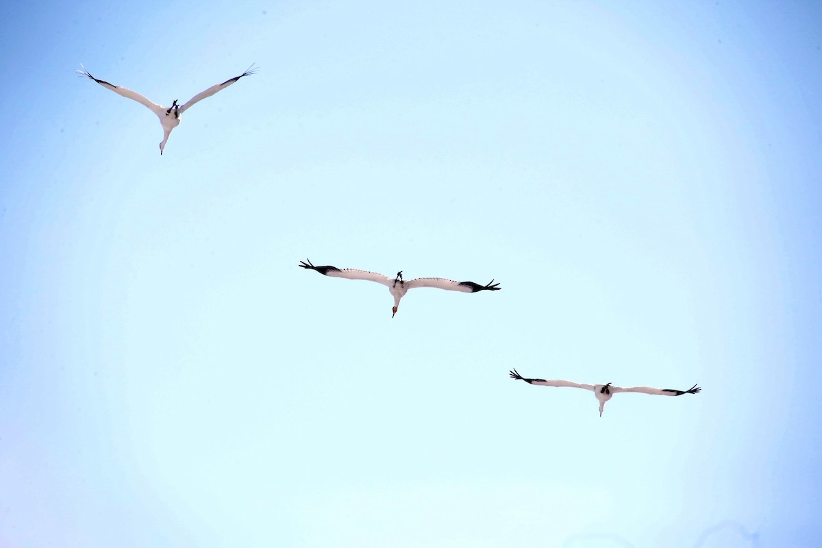 Whooping Crane - ML302331771