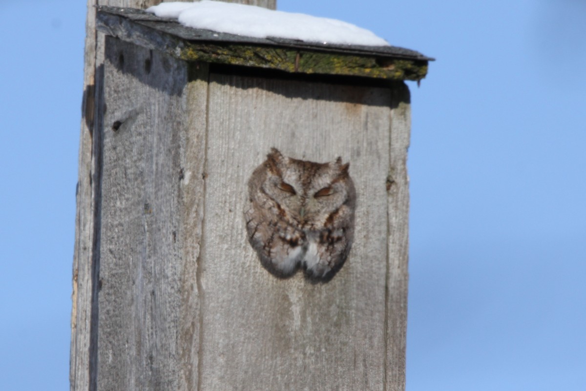 Eastern Screech-Owl - Nancy Gill