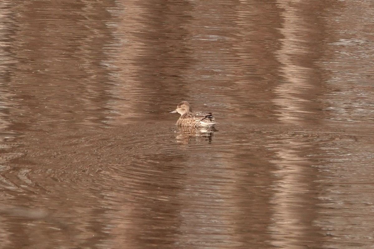 Green-winged Teal - Mira Milovanović