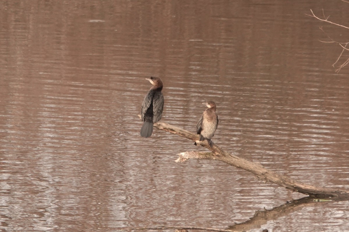 Pygmy Cormorant - Mira Milovanović