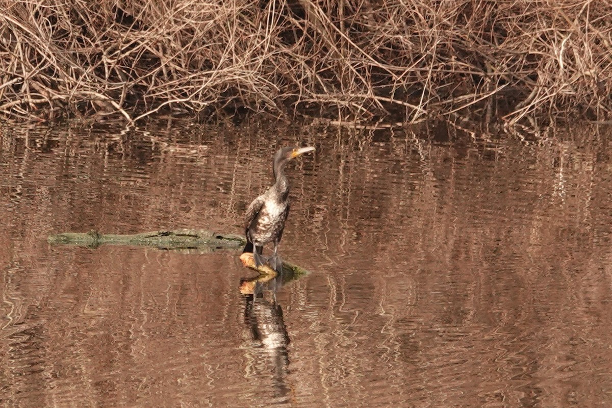 Great Cormorant - Mira Milovanović