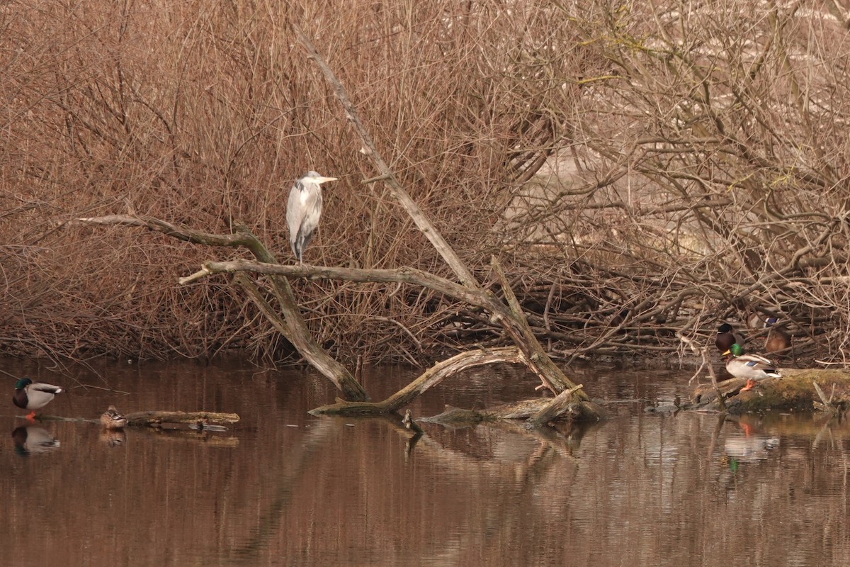 Gray Heron - Mira Milovanović