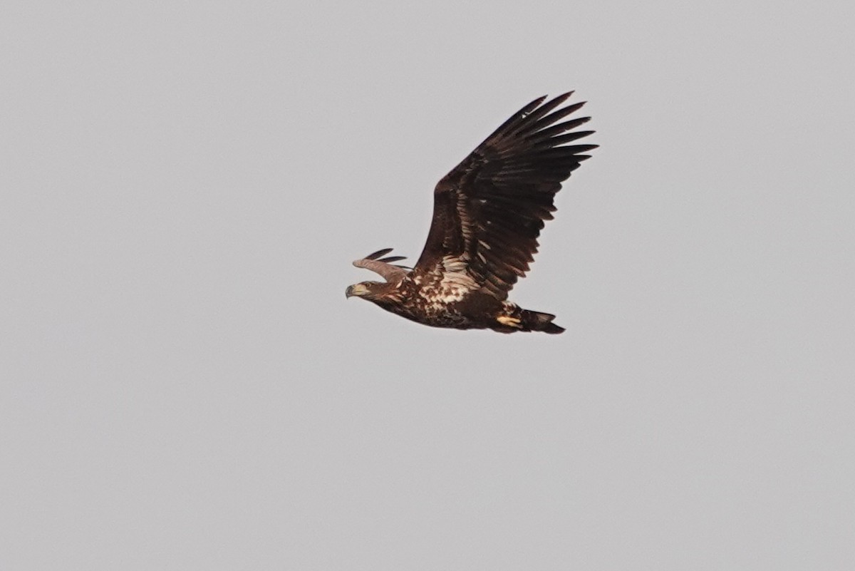 White-tailed Eagle - ML302332411