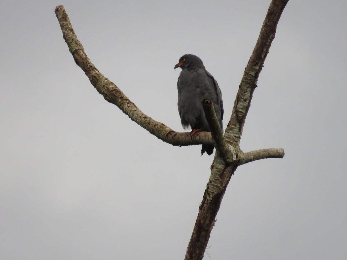 Slender-billed Kite - Vincent Vos