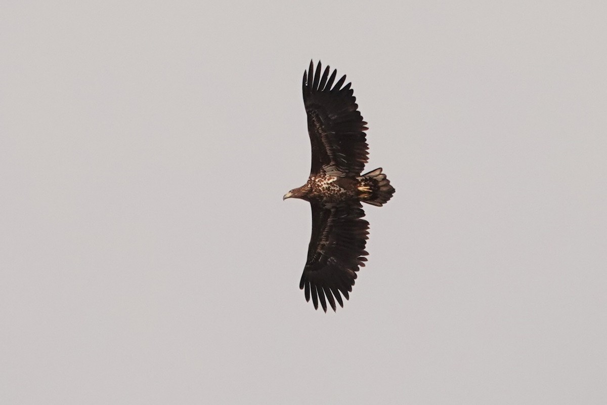 White-tailed Eagle - ML302332441