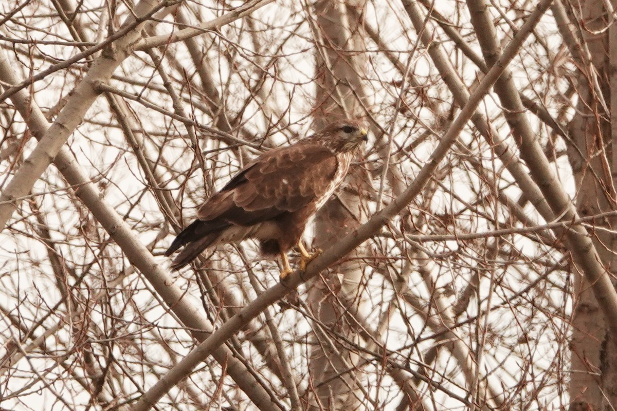 Common Buzzard - Mira Milovanović