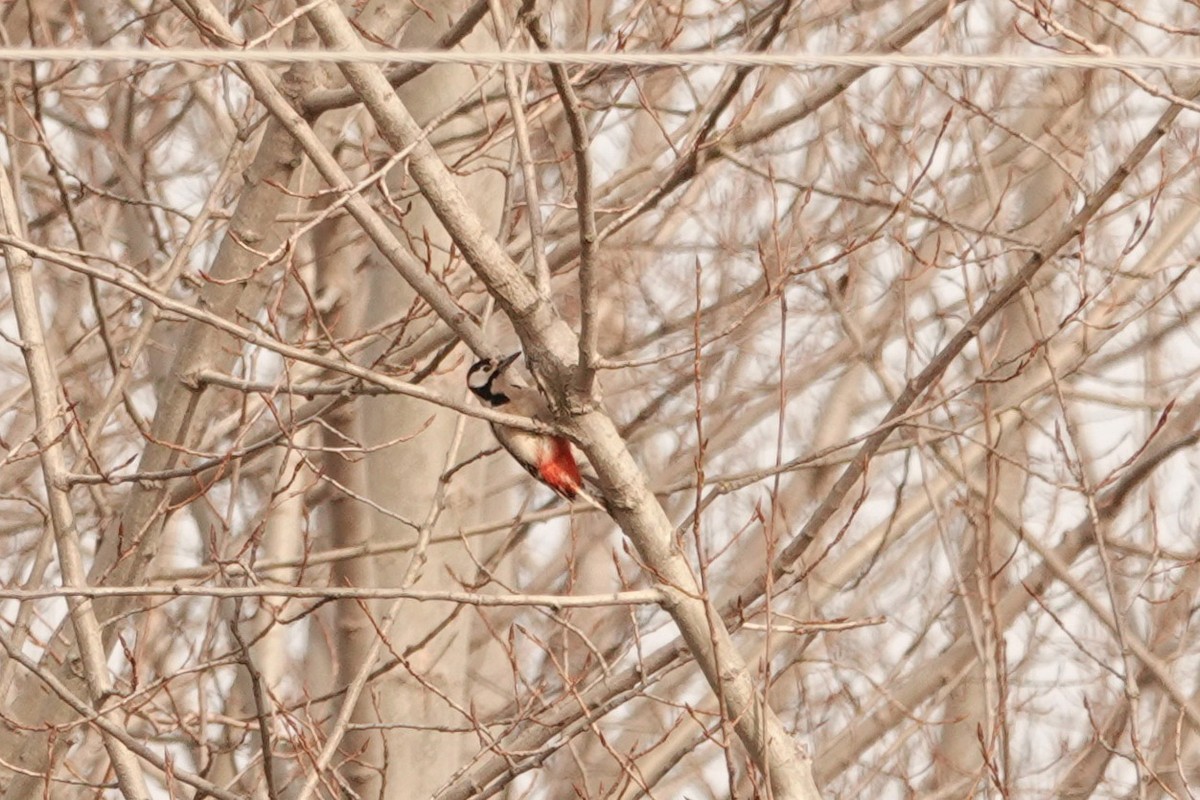 Great Spotted Woodpecker - ML302332481