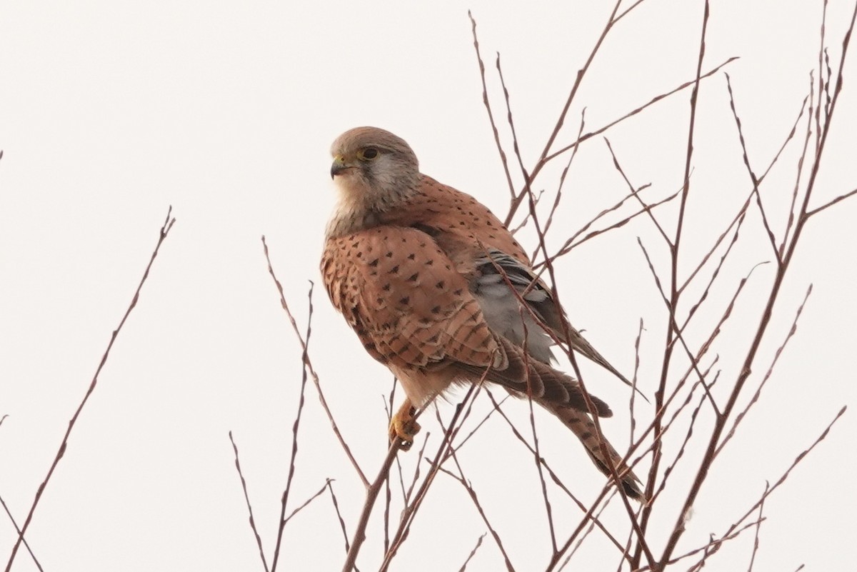 Eurasian Kestrel - Mira Milovanović