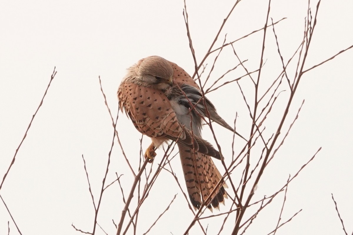 Eurasian Kestrel - Mira Milovanović