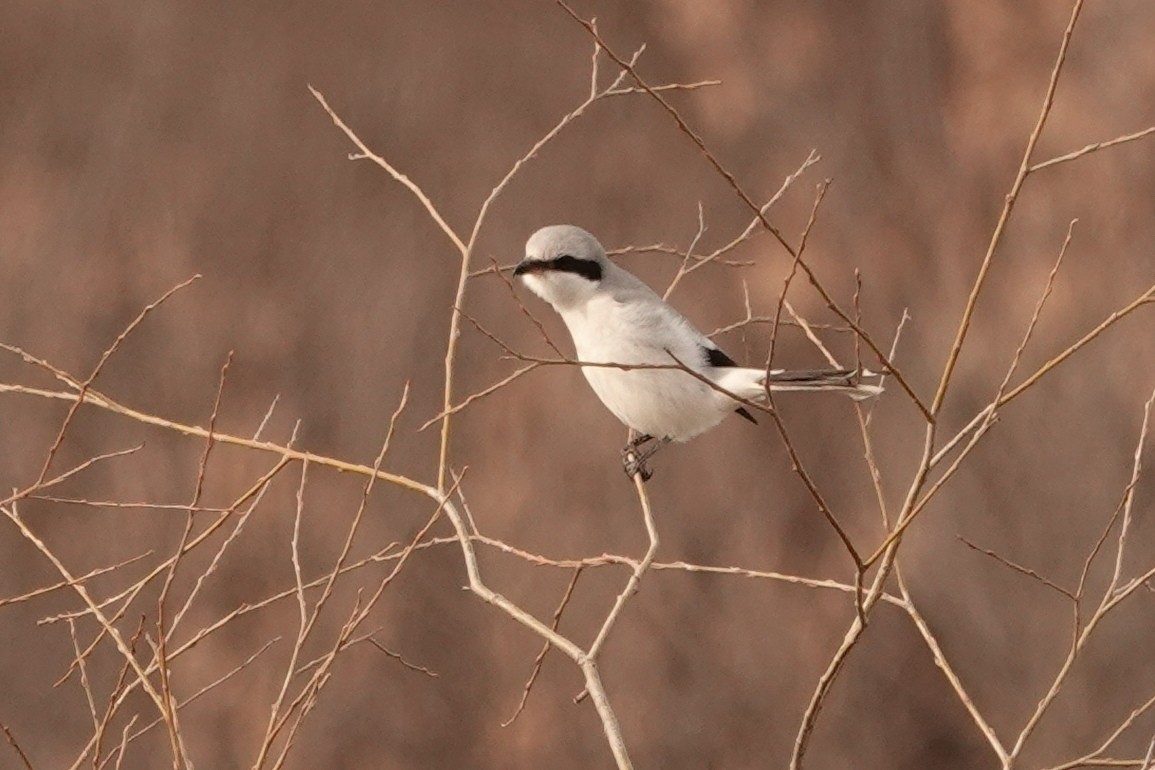 Great Gray Shrike - Mira Milovanović