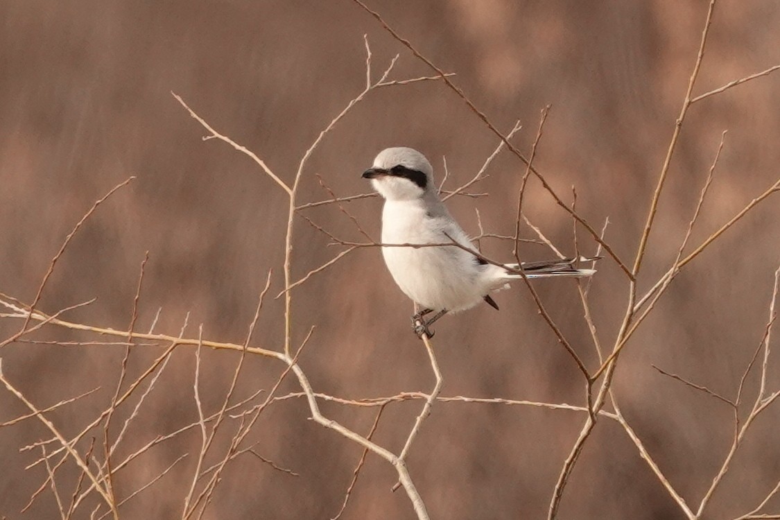 Great Gray Shrike - ML302332601