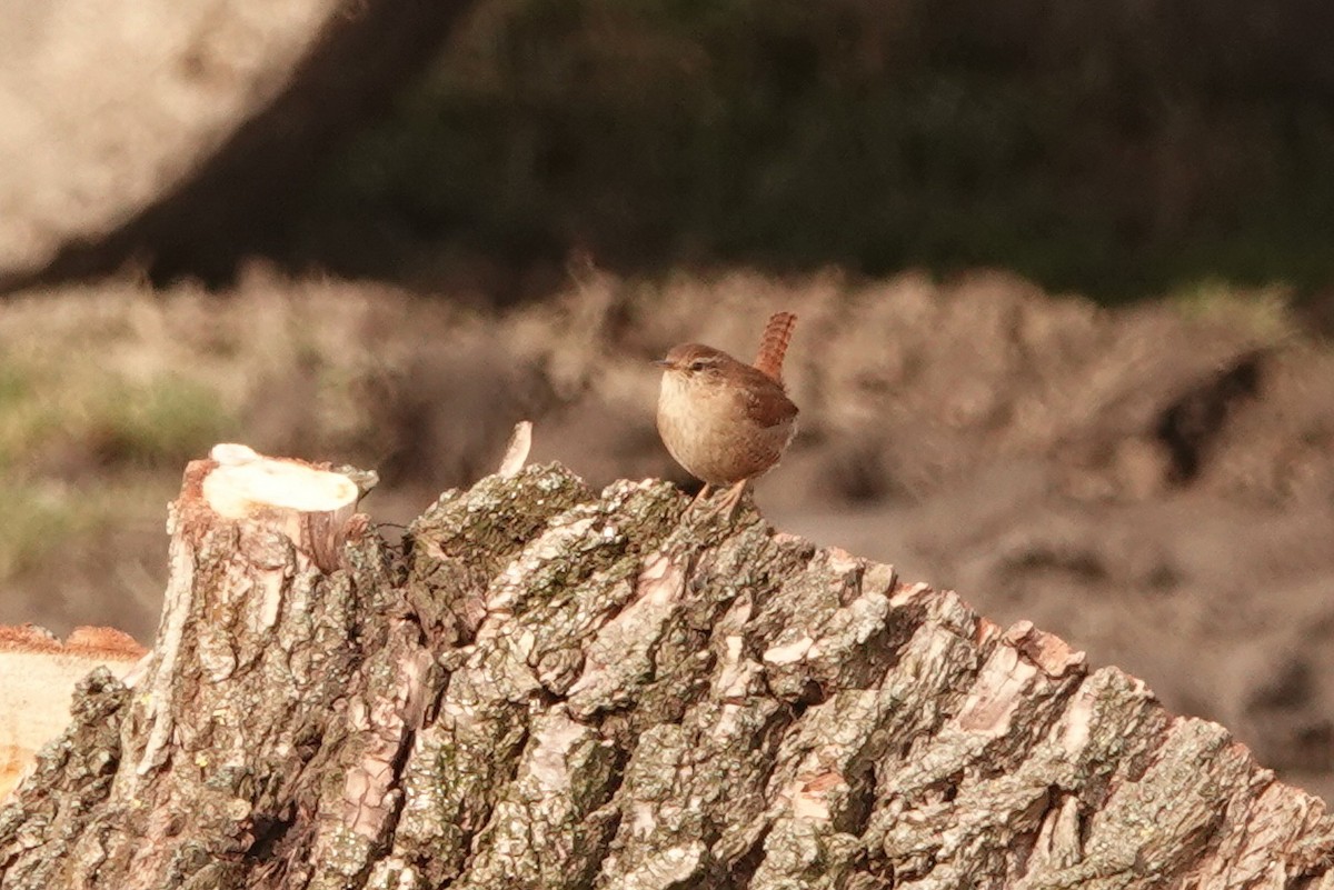 Eurasian Wren - Mira Milovanović