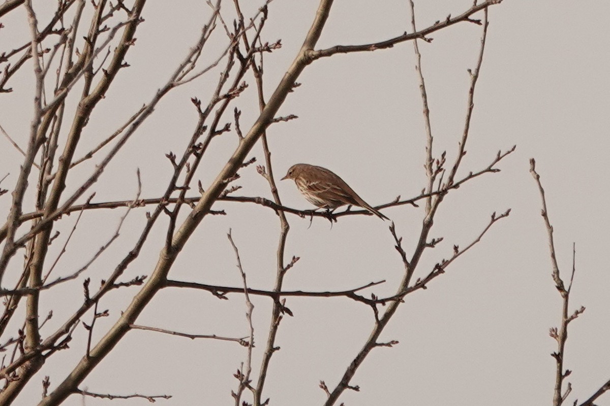 Water Pipit - Mira Milovanović