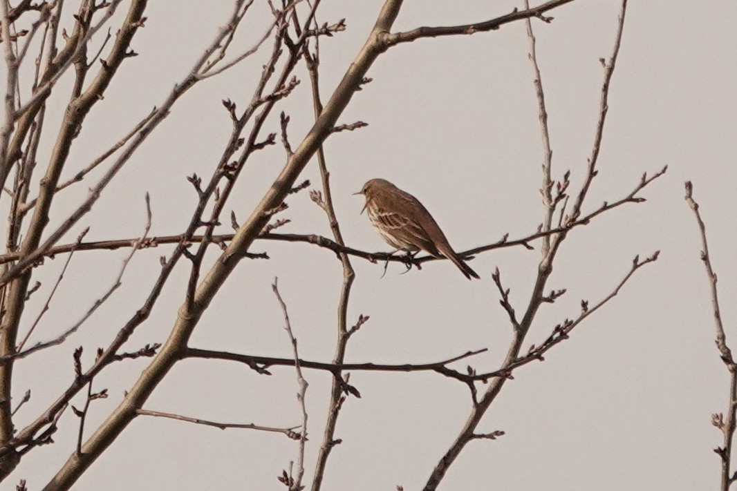 Water Pipit - Mira Milovanović