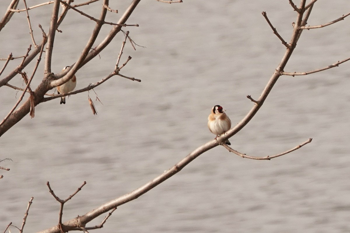 European Goldfinch - Mira Milovanović