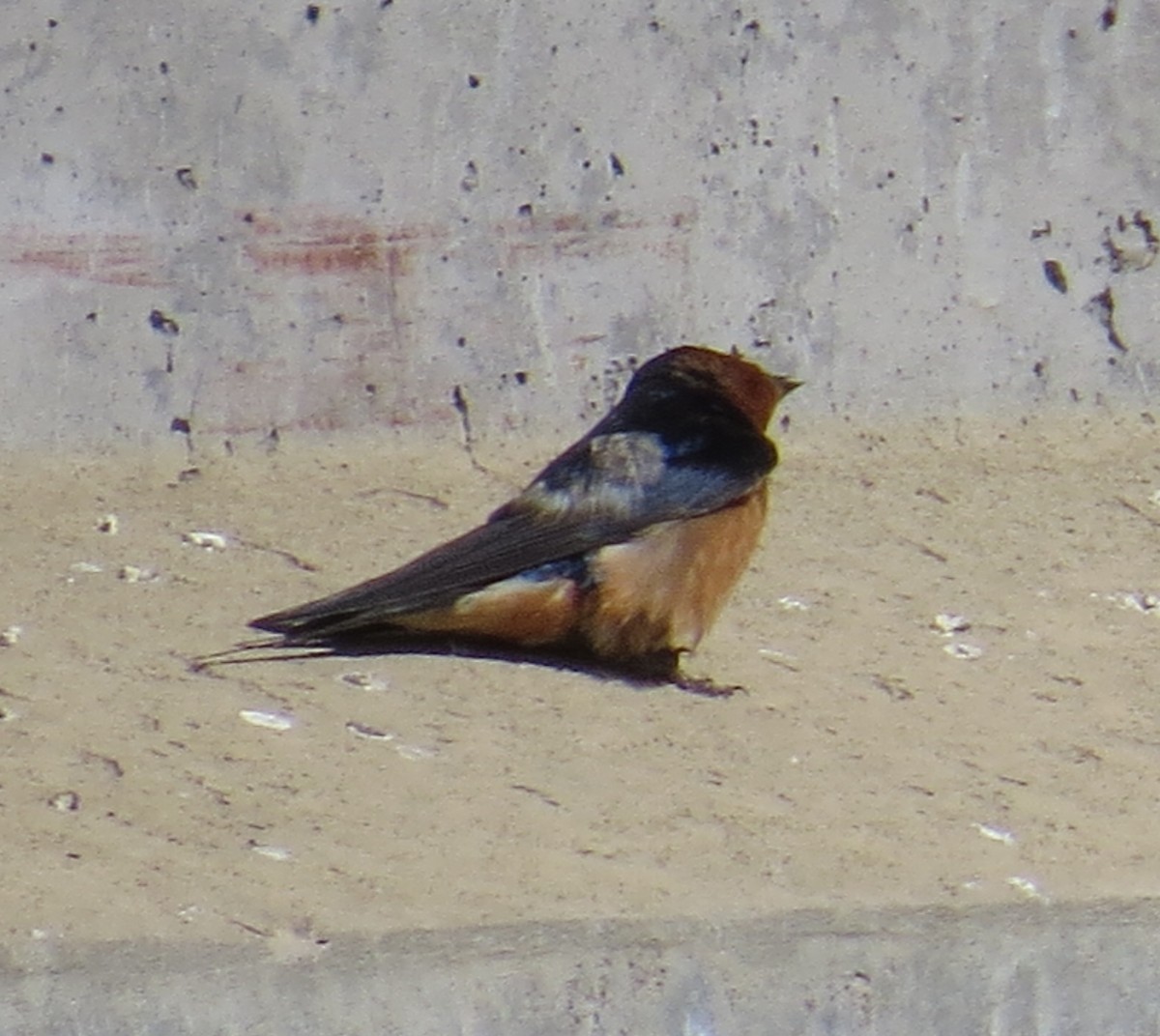 Barn Swallow - ML30233361