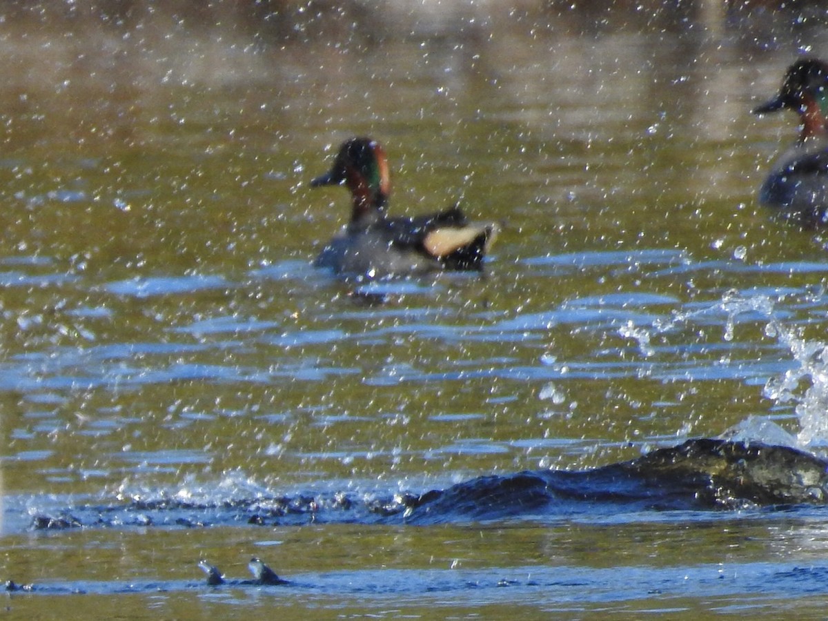 Green-winged Teal - ML302333841