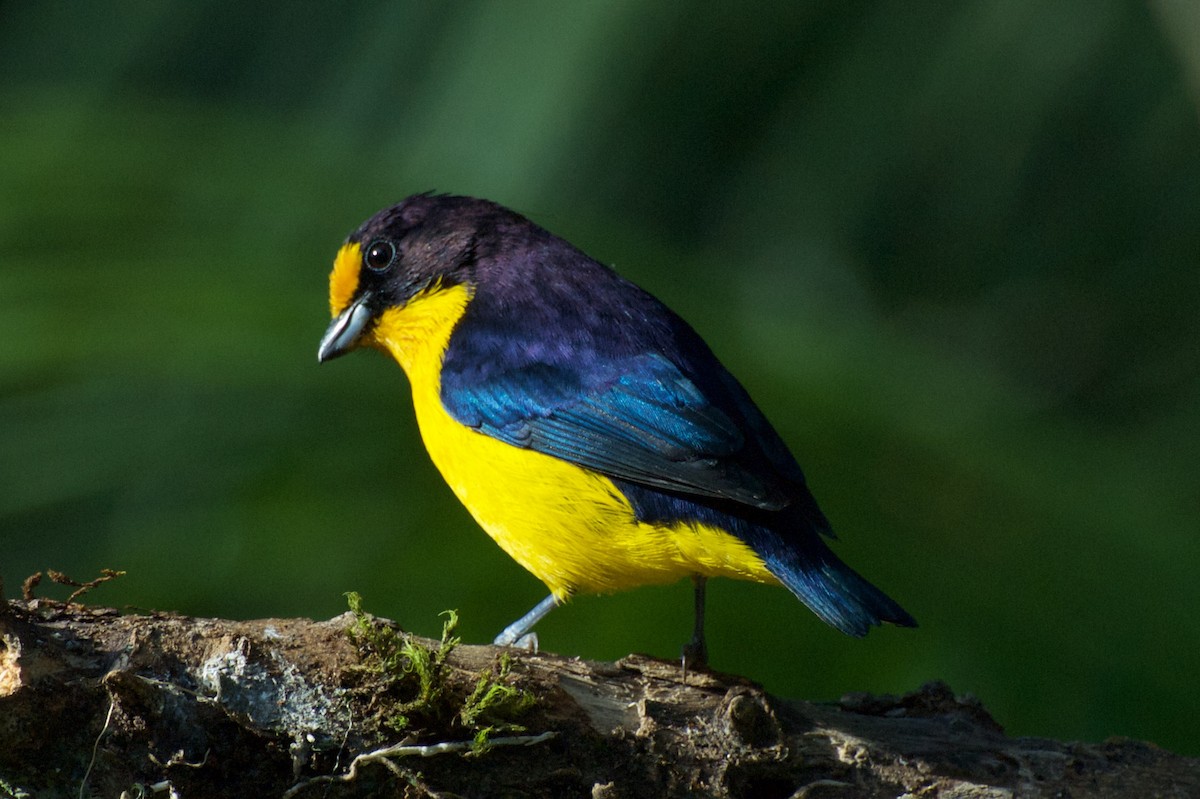 Violaceous Euphonia - Andreas Kostic