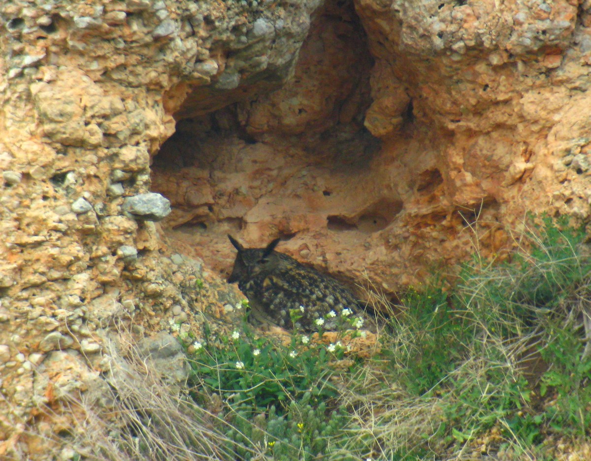 Eurasian Eagle-Owl - ML302334311