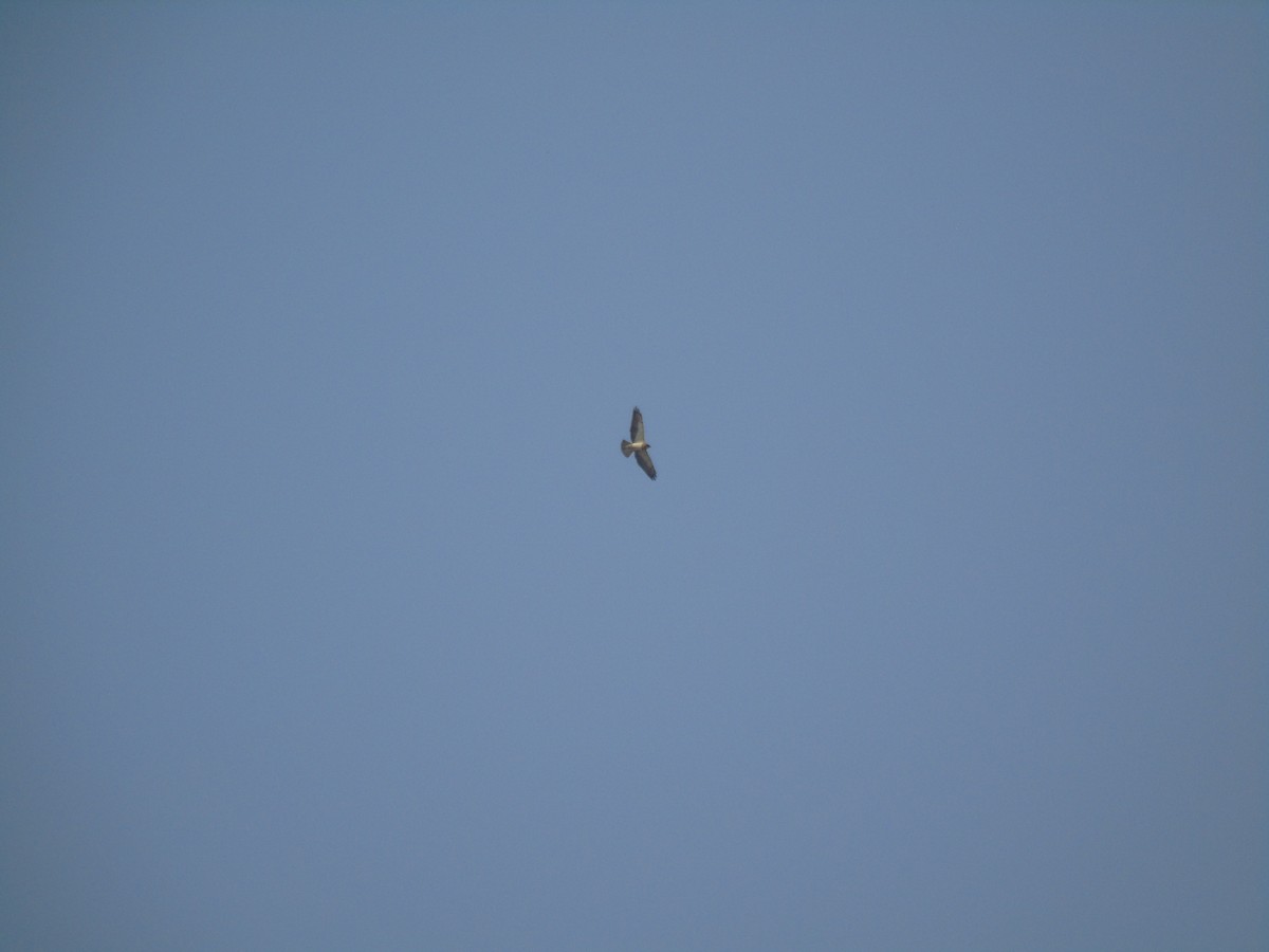 Swainson's Hawk - ML302335691