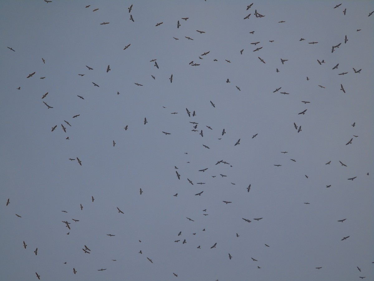 Mississippi Kite - ML302336381