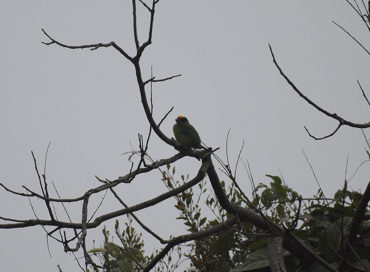 Golden-throated Barbet - ML302336461