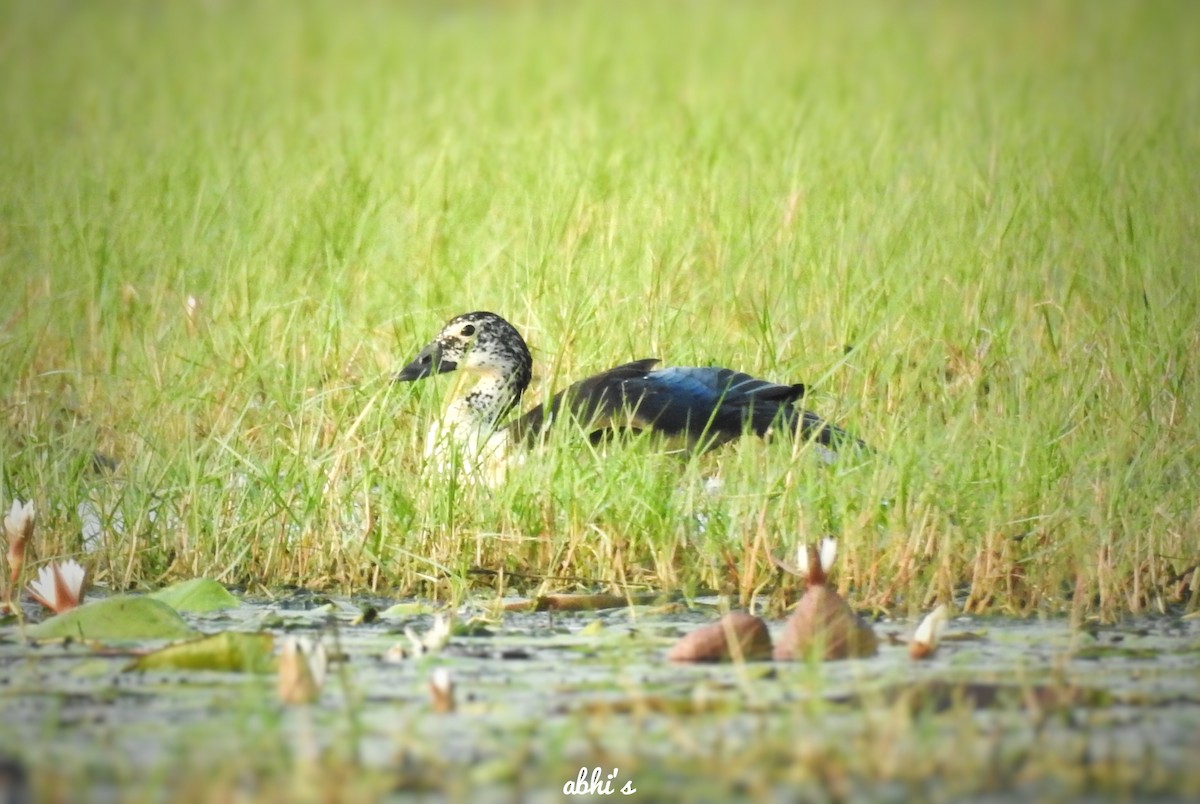 Knob-billed Duck - ML302337231