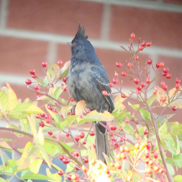 Phainopepla - Michael McAllister