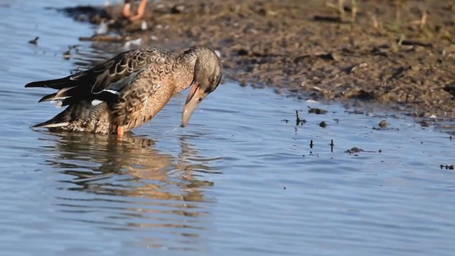 ハシビロガモ - ML302338621