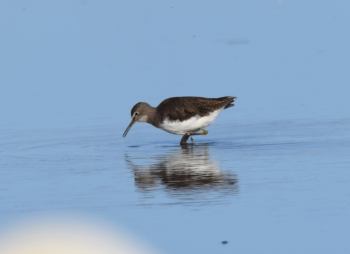 Green Sandpiper - A Emmerson