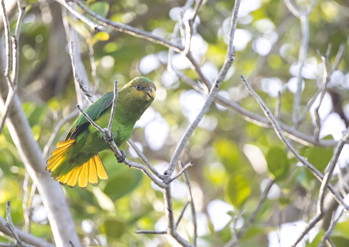 Golden-tailed Parrotlet - Ciro Albano / Brazil Birding Experts