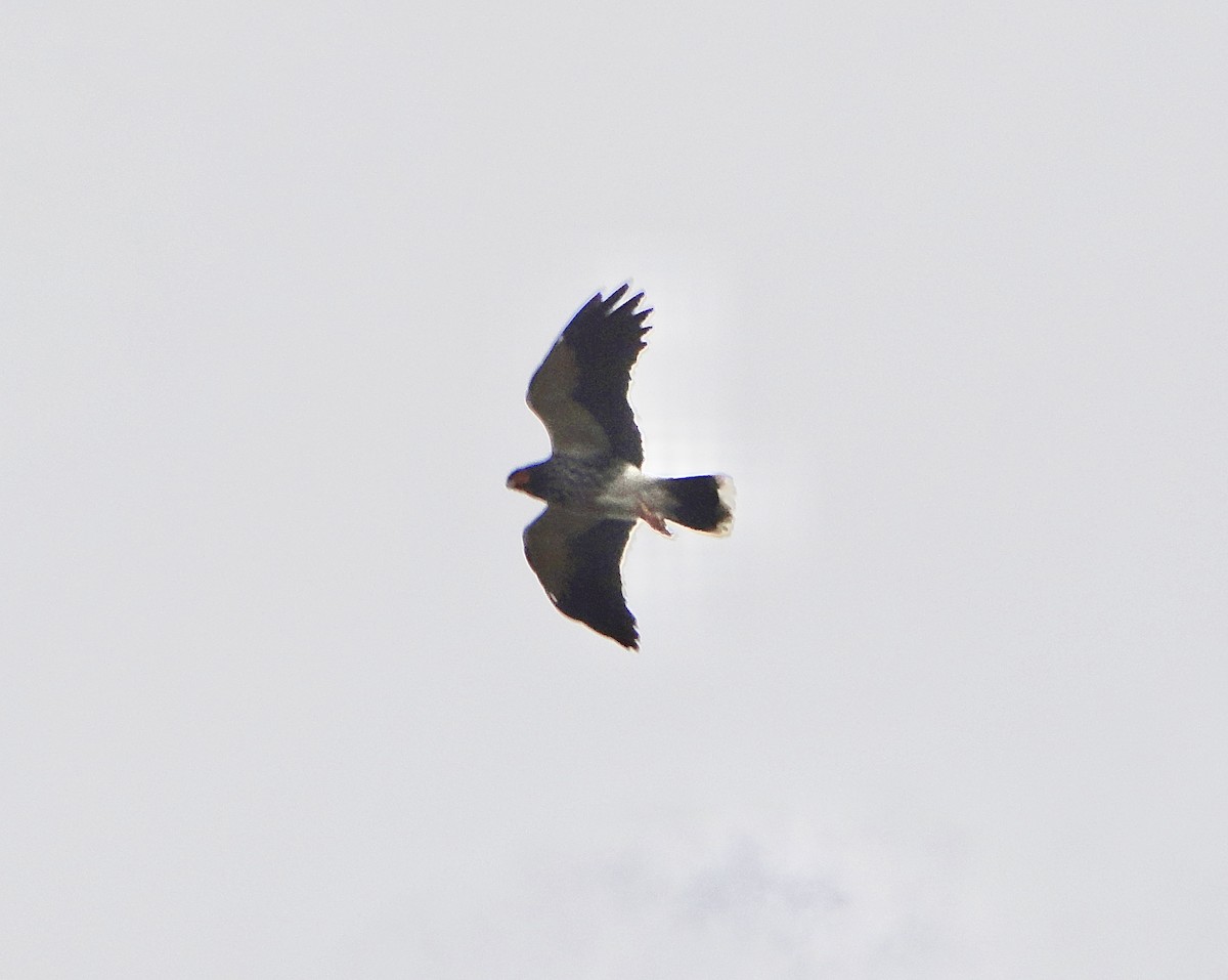 Caracara Carunculado - ML302343231