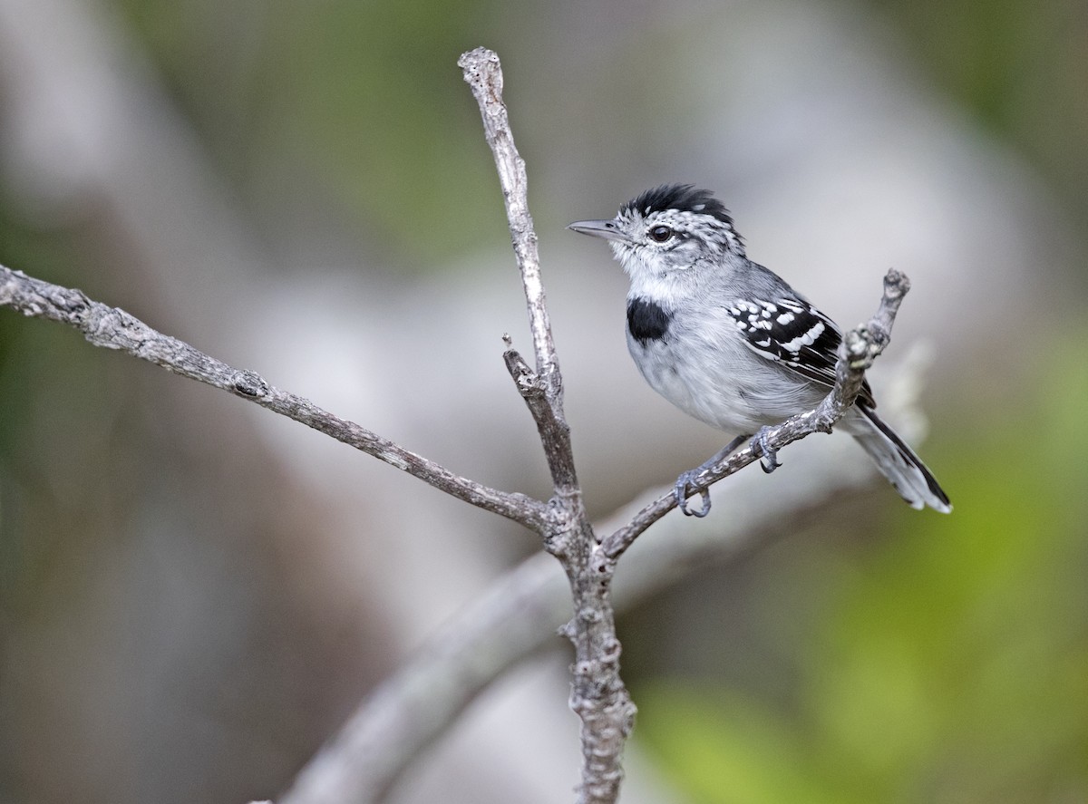 Pectoral Antwren - Ciro Albano / Brazil Birding Experts