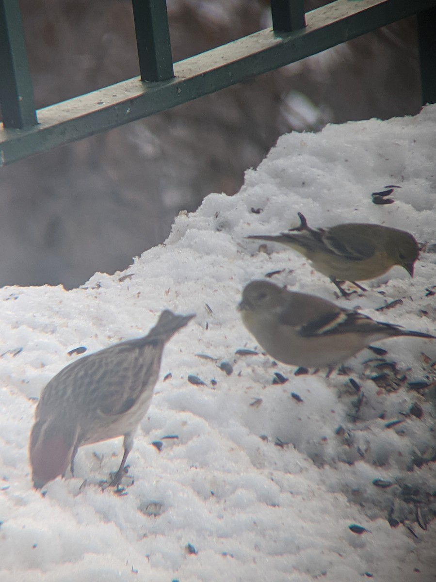 Lesser Goldfinch - ML302344671