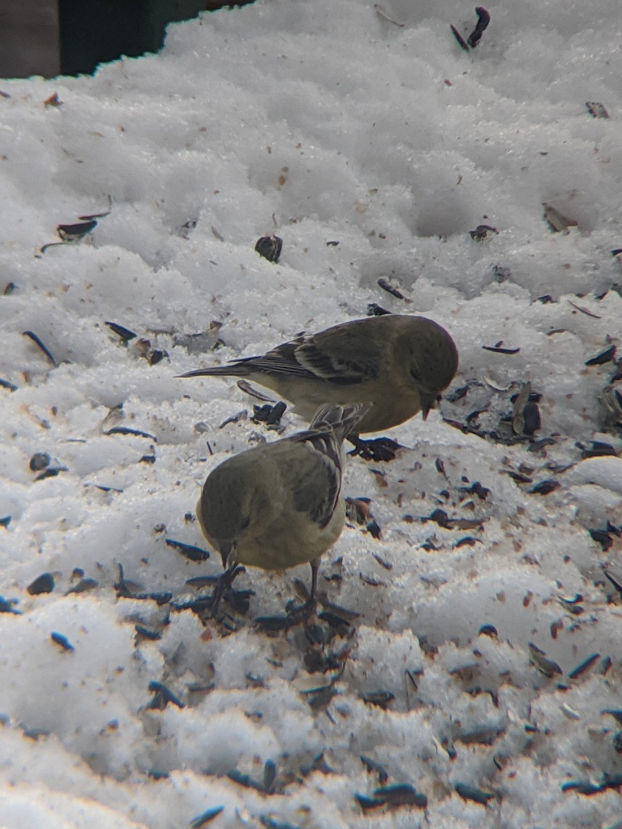 småstillits - ML302345161