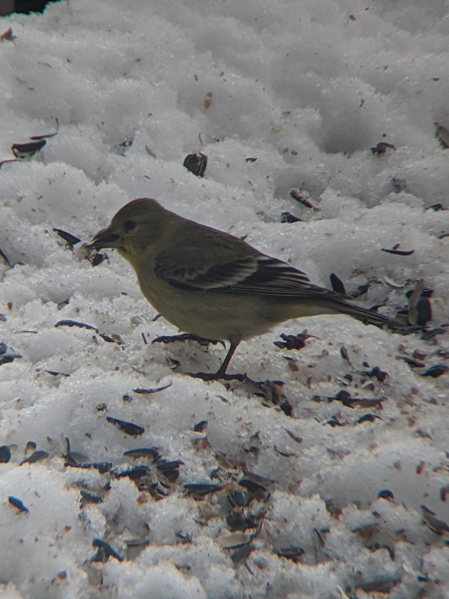 Lesser Goldfinch - ML302345271