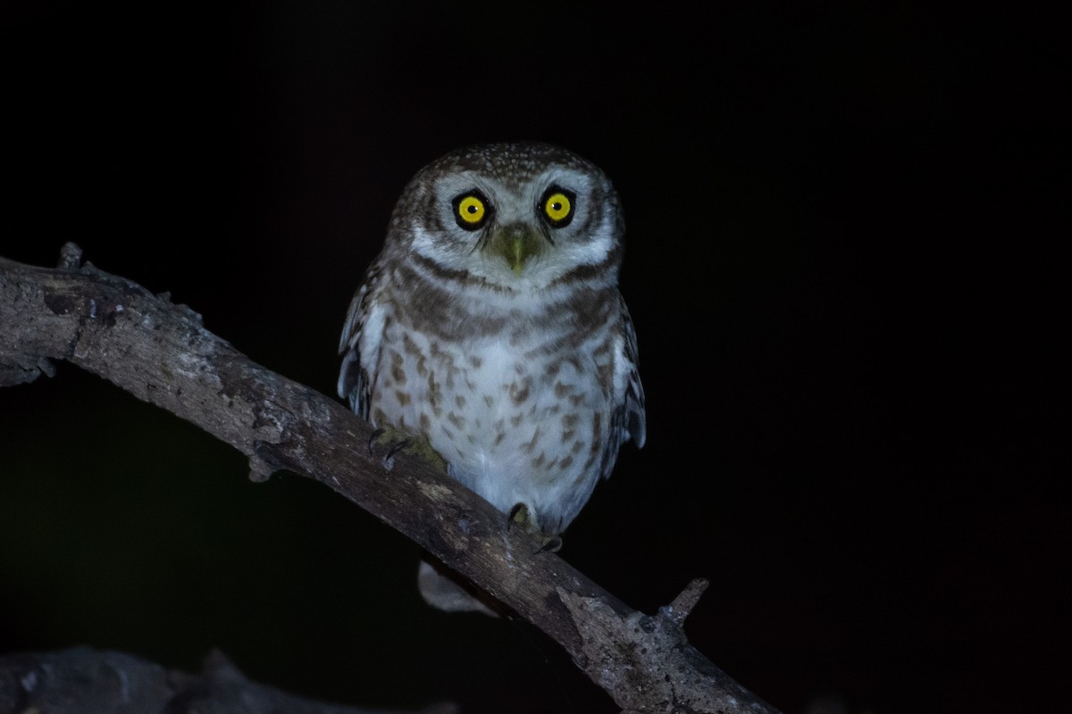 Spotted Owlet - ML302346761