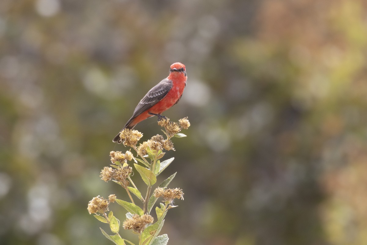 Vermilion Flycatcher - Sergio Rivero Beneitez