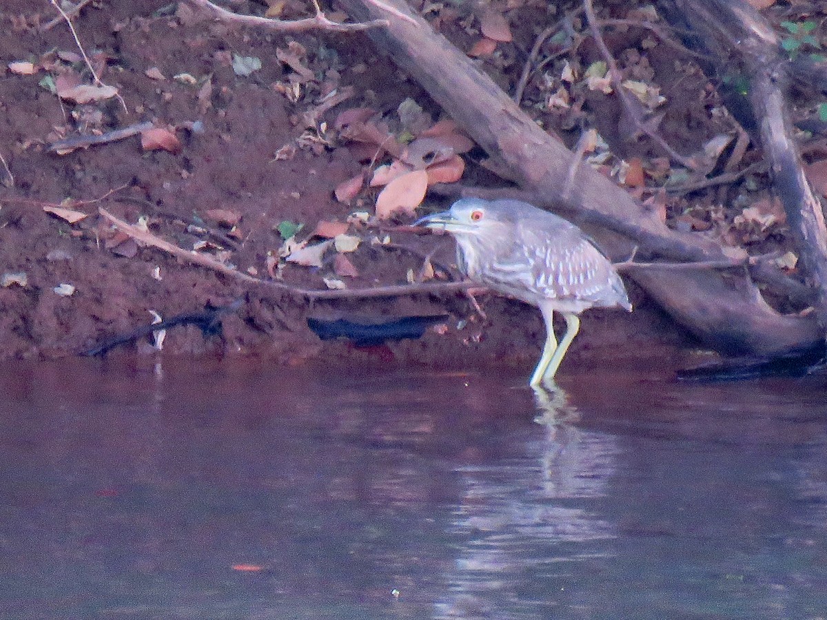 Black-crowned Night Heron - ML302347961