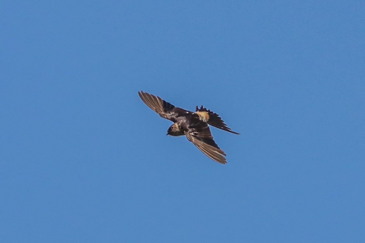 Red-rumped Swallow - ML302347991