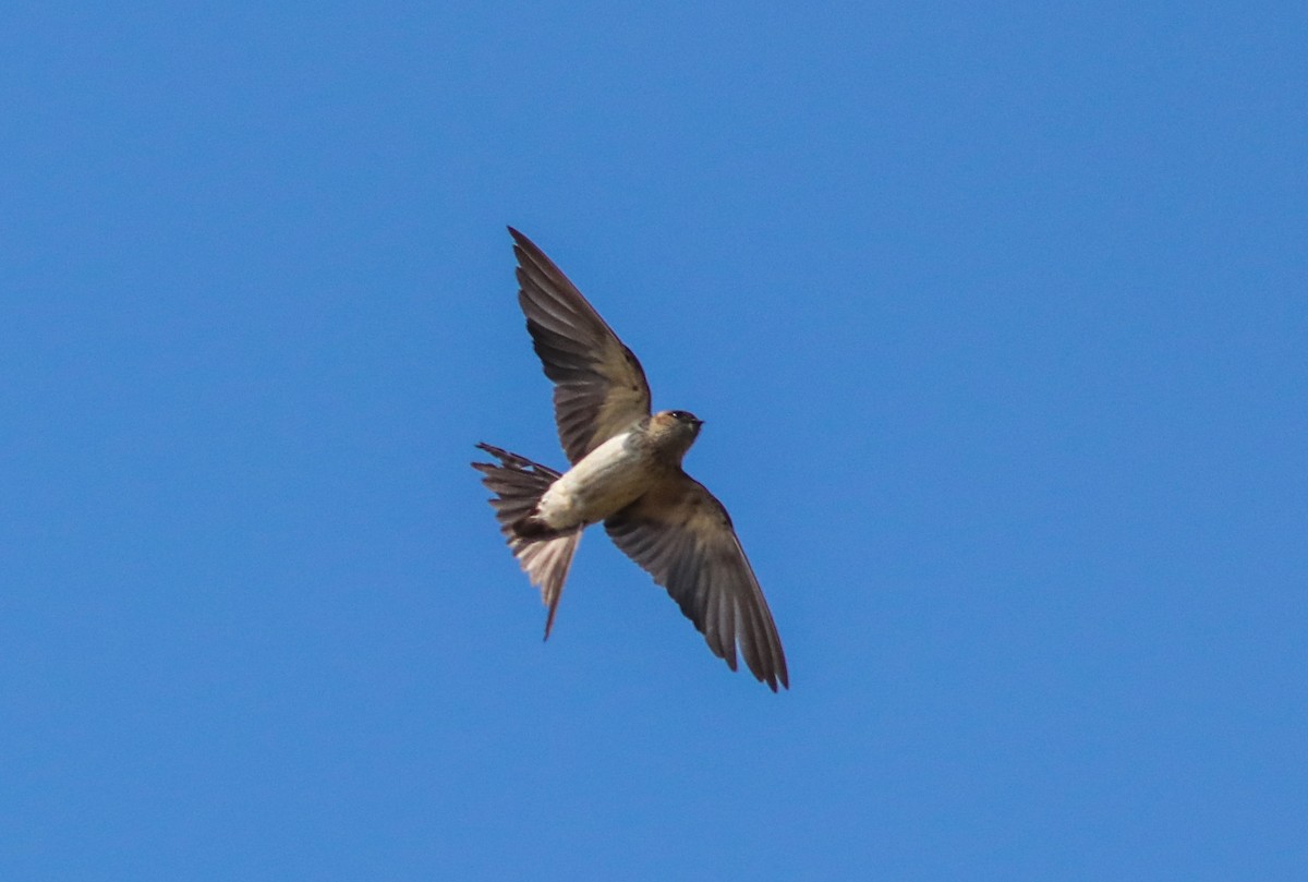 Red-rumped Swallow - Samim Akhter