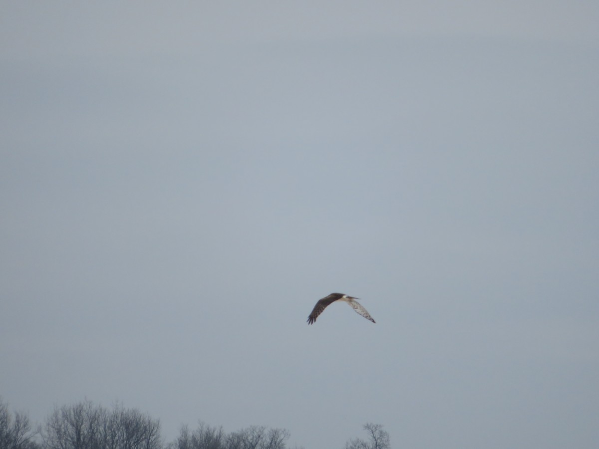 Northern Harrier - ML302348981