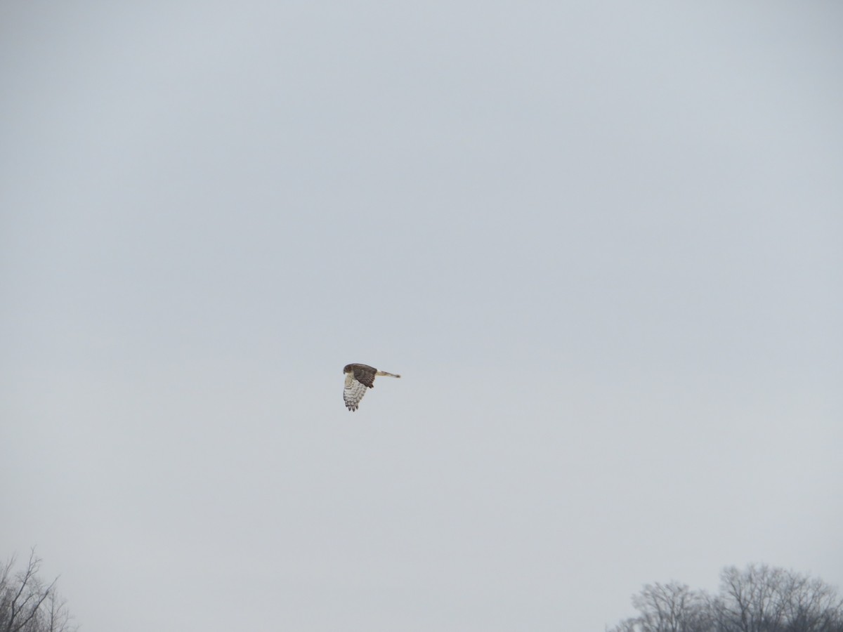 Northern Harrier - ML302349091