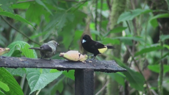 Flame-rumped Tanager (Lemon-rumped) - ML302349771