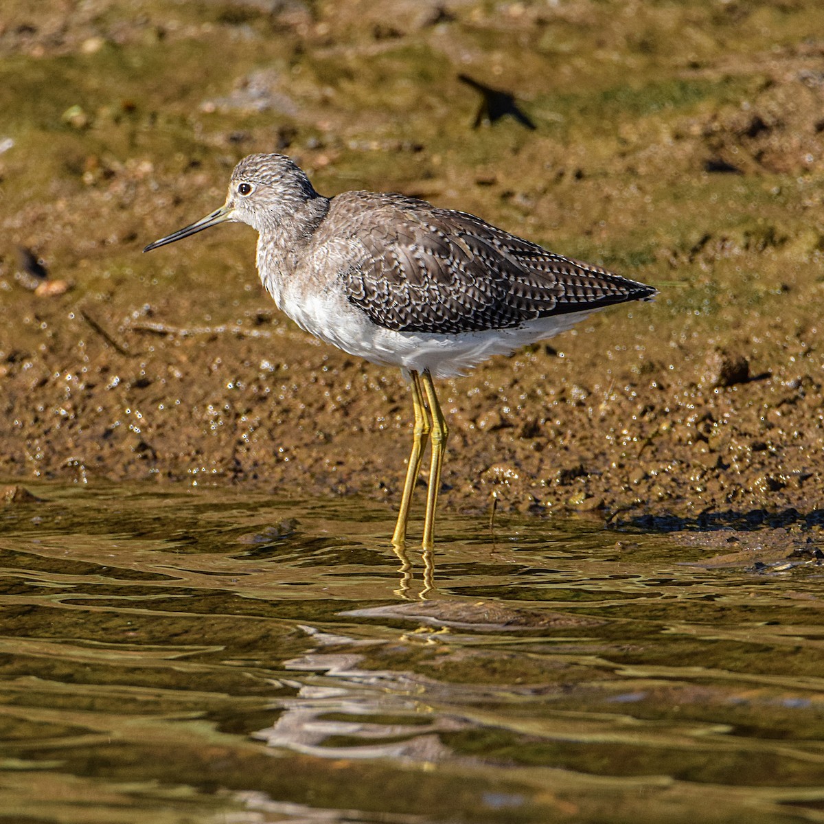 Greater Yellowlegs - ML302350091