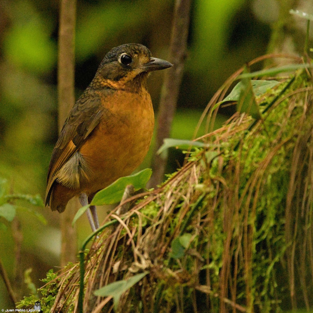 Scaled Antpitta - ML302350761